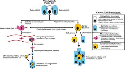 Cellular Plasticity in Breast Cancer Progression and Therapy